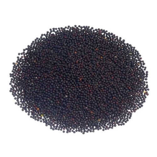 Black Spring Canola Seeds