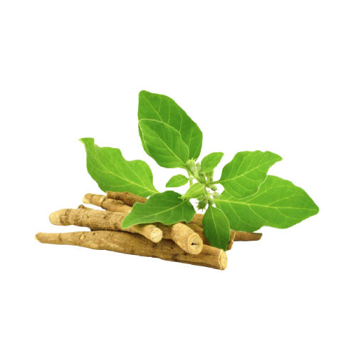 Fresh Ashwagandha Leaves Age Group: For Children