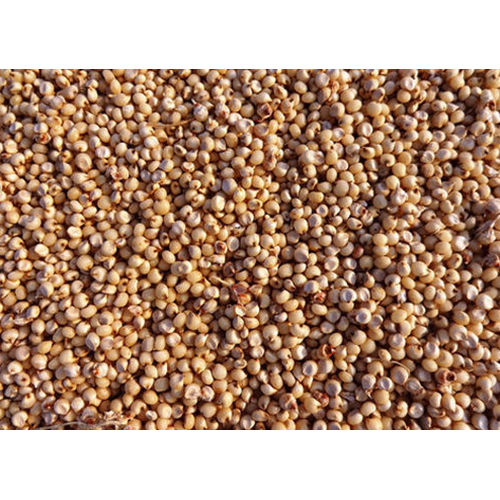 Common Jowar Seeds