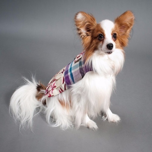 Fashionable Cotton Pet Dress