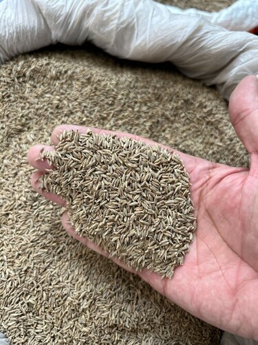 Jeera / Zeera / Cumin Seeds - Color: Black