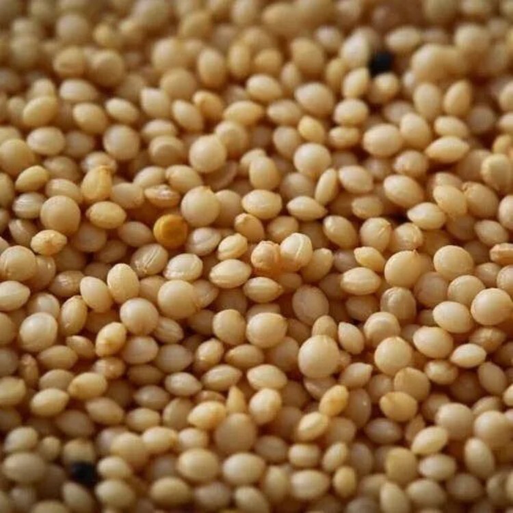 Rajgira Millet - Feature: Gluten-Free
