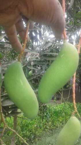 banana piant