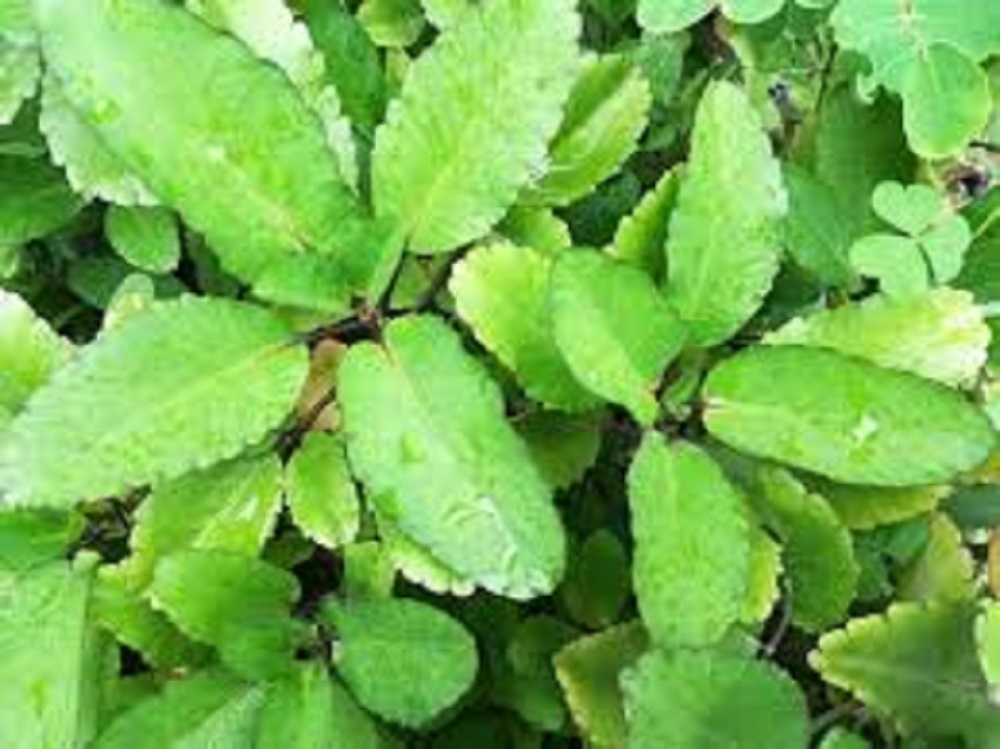 Patharchatta Powder