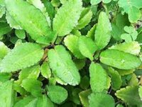 Patharchatta Powder