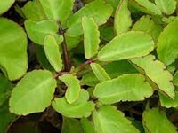 Patharchatta Powder
