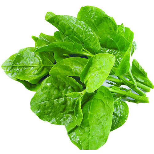 Malabar Spinach Moisture (%): 93.41%