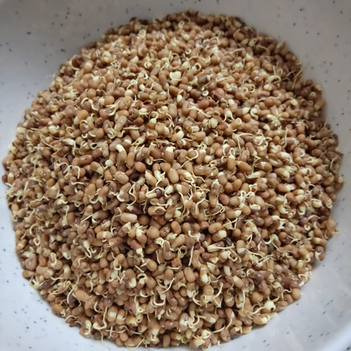 Dehydrated Sprouted Matki