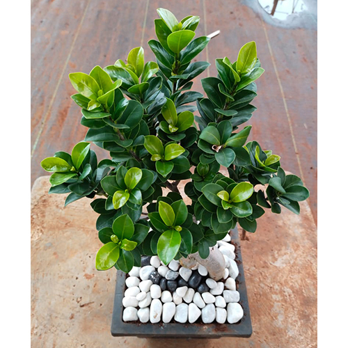 Well Watered Green Ficus Bonsai Plant