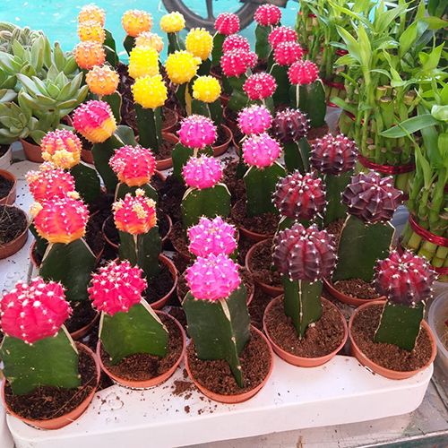 Cactus Injertados Plant