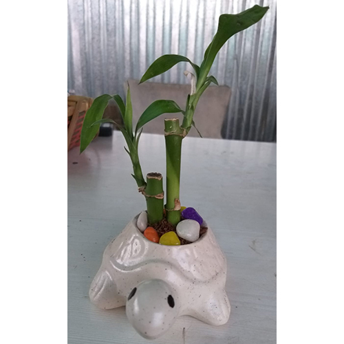 Indoor Lucky Bamboo Plant