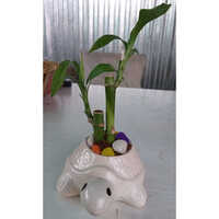 Different Available Indoor Lucky Bamboo Plant