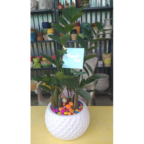 Indoor ZZ Plant