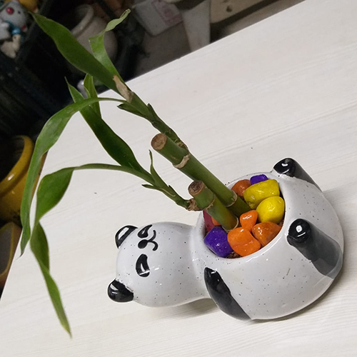 Lucky Bamboo Plant