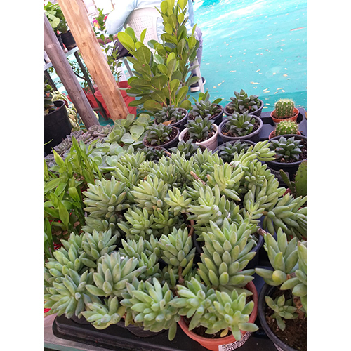 Pachyphytum Fittkaui Plant