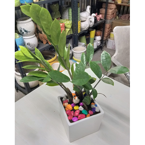 Zanzibar Gem Plant