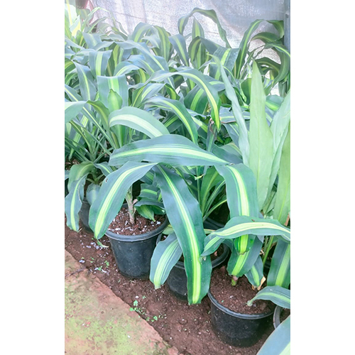 Drecena Darasing Plant