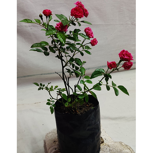 Button Rose Plant