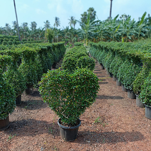 Natural Landscaping Plant