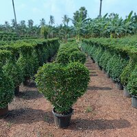 Natural Landscaping Plant