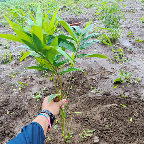 Natural Landscaping Plant