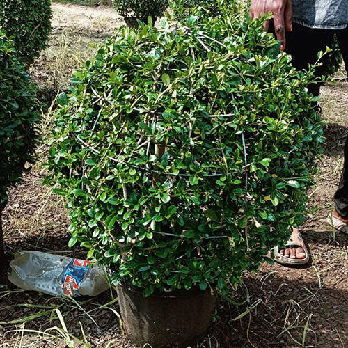 Natural Landscaping Plant
