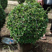 Natural Landscaping Plant
