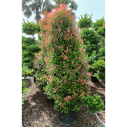 Natural Landscaping Plant