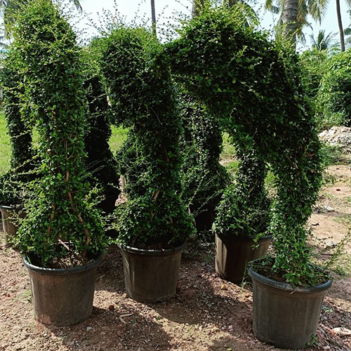 Natural Landscaping Plant