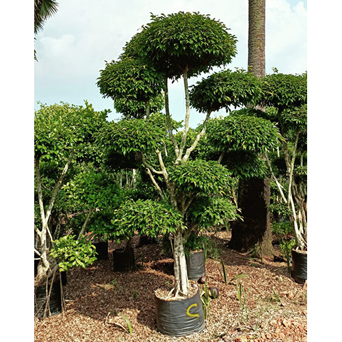 Natural Landscaping Plant