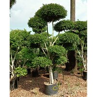 Natural Landscaping Plant