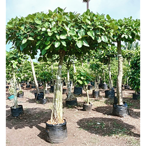 Natural Landscaping Plant