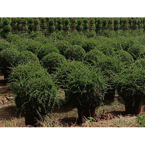 Natural Landscaping Plant