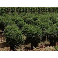Natural Landscaping Plant