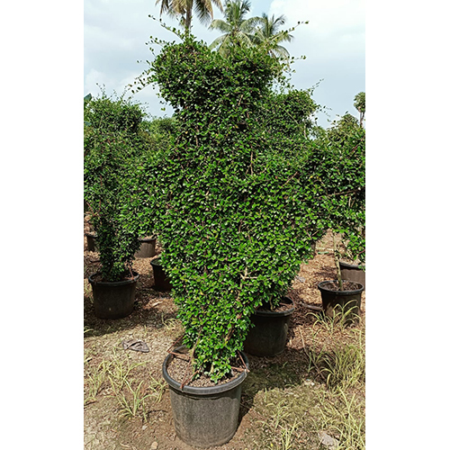 Natural Landscaping Plant