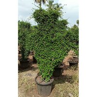 Natural Landscaping Plant