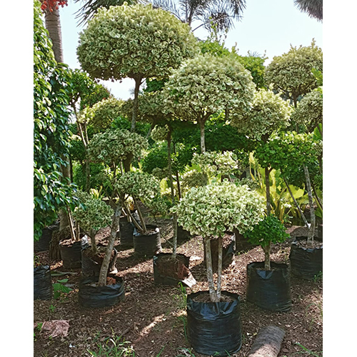 Natural Landscaping Plant