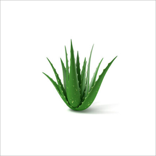 Fresh Aloe Vera