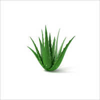 Aloe Vera Store In Cool