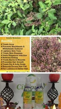 Pure Basil water Hydrosol