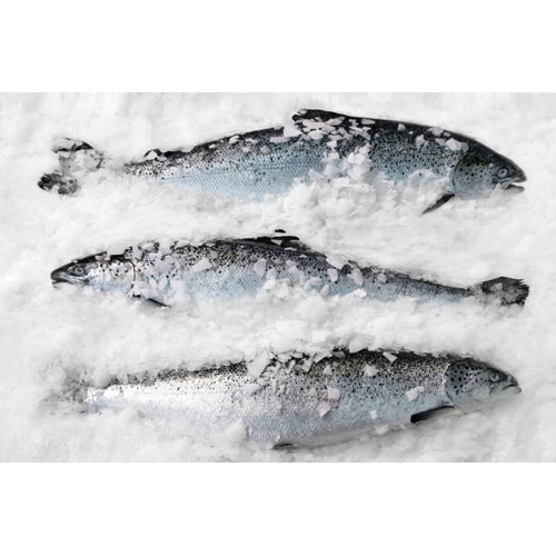 Frozen Fish