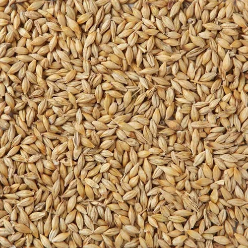 Natural Barley