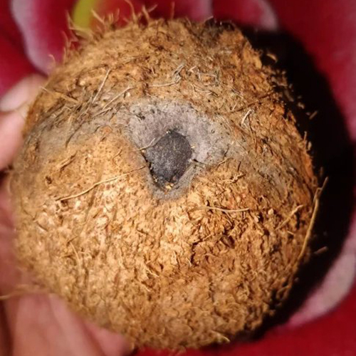 One Eye Coconut