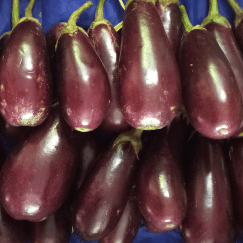 Fresh Brinjal