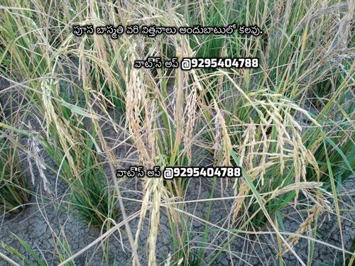 PUSA BASMATI 1985 And 1979 - Common Cultivation, Edible Grade Agriculture Hybrid | Robust Flavor, Traditional Heritage, Exceptional Aroma