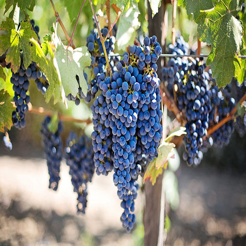 Organic Fresh Grapes