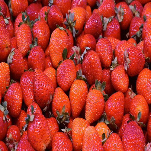 Fresh Strawberry
