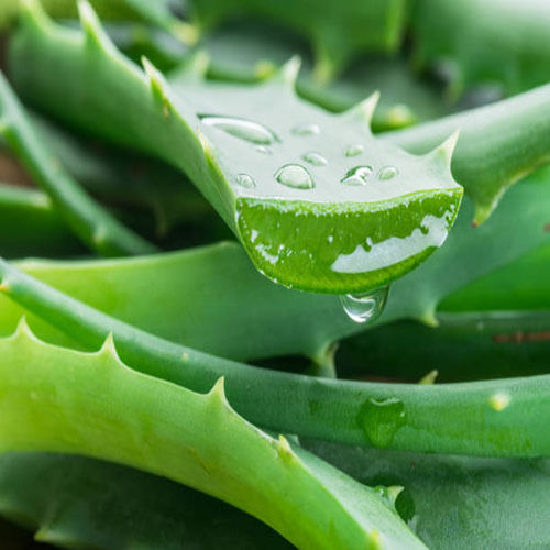 Aloe Vera Dry Place