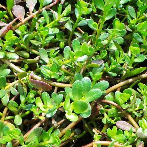 Fresh Brahmi Dry Place