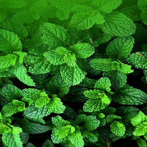 Mint Leaves